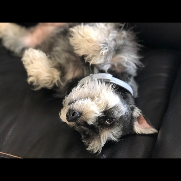 Meet your Posher, Bee - Picture 4 of 4